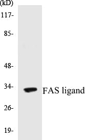 Western blot analysis of extracts from 293 cells, using FAS ligand Antibody.