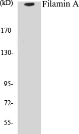 Western blot analysis of extracts from 293 cells, treated with EGF 200ng/ml 5', using Filamin A (Ab-2152) Antibody.