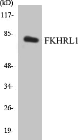 Western blot analysis of extracts from COLO205 cells, treated with serum, using FKHRL1 (Ab-253) Antibody.