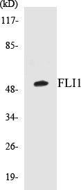 Western blot analysis of extracts from NIH-3T3 cells, using FLI1 Antibody.