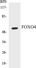 Western blot analysis of extracts from K562 cells, using FOXO4 (Ab-451) Antibody.