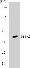 Western blot analysis of extracts from LOVO cells, using Fra-2 Antibody.