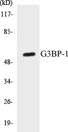 Western blot analysis of extracts from HeLa cells, using G3BP-1 (Ab-232) Antibody.