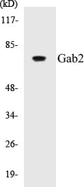 Western blot analysis of extracts from Jurkat cells, treated with TNF 2500U/ml 30', using Gab2 (Ab-623) Antibody.
