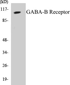 Western blot analysis of extracts from HeLa cells, using GABA-B Receptor Antibody.