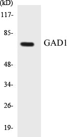 Western blot analysis of extracts from LOVO cells, using GAD1 Antibody.