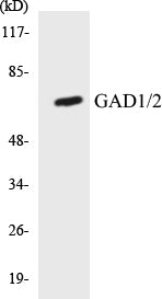 Western blot analysis of extracts from mouse brain cells, using GAD1/2 Antibody.