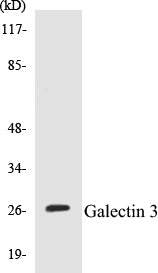 Western blot analysis of extracts from HeLa cells, using Galectin 3 Antibody.