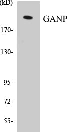 Western blot analysis of extracts from COS7 cells, using GANP Antibody.