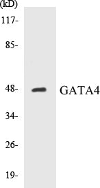 Western blot analysis of extracts from HeLa cells, using GATA4 (Ab-105) Antibody.
