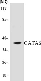 Western blot analysis of the lysates from HepG2 cells using GATA6 antibody.