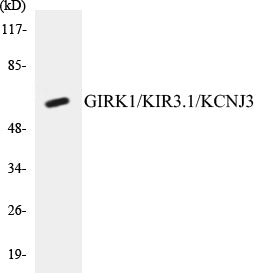 Western blot analysis of extracts from NIH-3T3 cells, using GIRK1/KIR3.1/KCNJ3 (Ab-185) Antibody.
