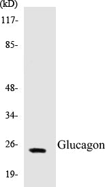 Western blot analysis of extracts from COS7 cells, using Glucagon Antibody.