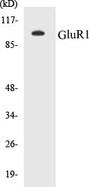 Western blot analysis of extracts from COLO/Jurkat cells, using GluR1 (Ab-849) Antibody.