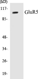 Western blot analysis of extracts from mouse brain cells, using GluR5 Antibody.