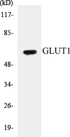 Western blot analysis of extracts from Jurkat cells, using GLUT1 Antibody.