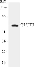 Western blot analysis of extracts from LOVO cells, using GLUT3 Antibody.