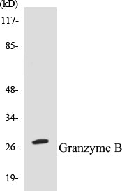 Western blot analysis of extracts from NIH-3T3 cells, using Granzyme B Antibody.