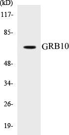 Western blot analysis of extracts from NIH-3T3 cells, treated with Insulin 0.01U/ml 15', using GRB10 (Ab-67) Antibody.