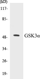 Western blot analysis of extracts from K562/HepG2/RAW264.7 cells, using GSK3 alpha (Ab-21) Antibody.