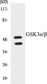 Western blot analysis of extracts from 293 cells, treated with TNF-a 20ng/ml 30', using GSK3 alpha/beta (Ab-279/216) Antibody.