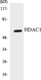 Western blot analysis of extracts from NIH-3T3 cells, using HDAC1 (Ab-421) Antibody.