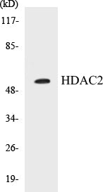 Western blot analysis of extracts from HepG2 cells, using HDAC2 (Ab-394) Antibody.
