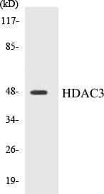 Western blot analysis of extracts from HepG2 cells, using HDAC3 (Ab-424) Antibody.
