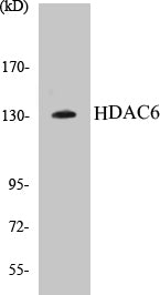 Western blot analysis of extracts from HepG2 cells, using HDAC6 (Ab-22) Antibody.