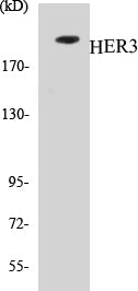 Western blot analysis of extracts from 293 cells, using HER3 (Ab-1222) Antibody.