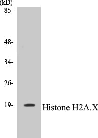 Western blot analysis of extracts from RAW246.7/HT-29, using Histone H2A.X (Ab-139) Antibody.