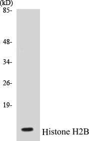 Western blot analysis of the lysates from HUVECcells using Histone H2B antibody.