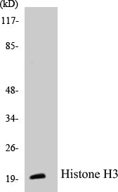 Western blot analysis of extracts from HuvEc cells, treated with Serum 20% 30', using Histone H3 (Ab-28) Antibody.
