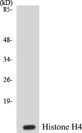 Western blot analysis of extracts from COS7 cells, treated with TSA 400nM 24h, using Histone H4 (Ab-12) Antibody.