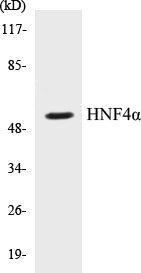 Western blot analysis of extracts from HT-29 cells, using HNF4 alpha (Ab-313) Antibody.