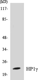 Western blot analysis of extracts from 293 cells, using HP1 gamma (Ab-93) Antibody.