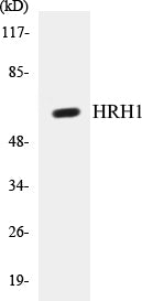 Western blot analysis of extracts from COLO205 cells, using HRH1 Antibody.