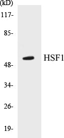 Western blot analysis of extracts from Jurkat cells, using HSF1 (Ab-121) Antibody.