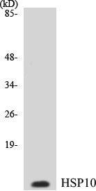 Western blot analysis of extracts from NIH-3T3 cells, using HSP10 Antibody.