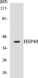 Western blot analysis of extracts from COLO205 cells, using HSP40 Antibody.