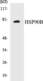 Western blot analysis of extracts from 293 cells, using HSP90B (Ab-226) Antibody.
