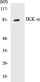Western blot analysis of extracts from 293 cells, treated with EGF, using IKK-alpha (Ab-23) Antibody.