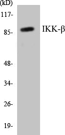 Western blot analysis of extracts from 293 cells, treated with LPS 100ng/ml 30', using IKK-beta (Ab-188) Antibody.