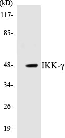 Western blot analysis of extracts from HepG2 cells, using IKK-gamma (Ab-31) Antibody.