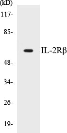 Western blot analysis of extracts from HepG2 cells, using IL-2R beta (Ab-364) Antibody.