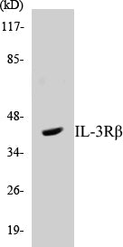Western blot analysis of extracts from Raw264.7 cells, treated with G-CSF 25ng/ml 15', using IL-3R beta (Ab-593) Antibody.