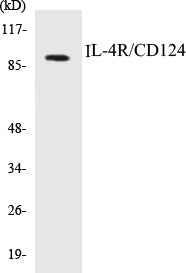 Western blot analysis of extracts from 293 cells, using IL-4R/CD124 (Ab-497) Antibody.