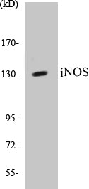 Western blot analysis of extracts from NIH-3T3 cells, using iNOS (Ab-151) Antibody.