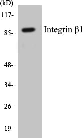 Western blot analysis of extracts from 3T3/HeLa cells, treated with H2O2 100uM 30', using Integrin beta1 (Ab-788) Antibody.