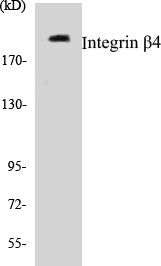 Western blot analysis of extracts from HepG2 cells, treated with PMA 125ng/ml 30', using Integrin beta4 (Ab-1510) Antibody.